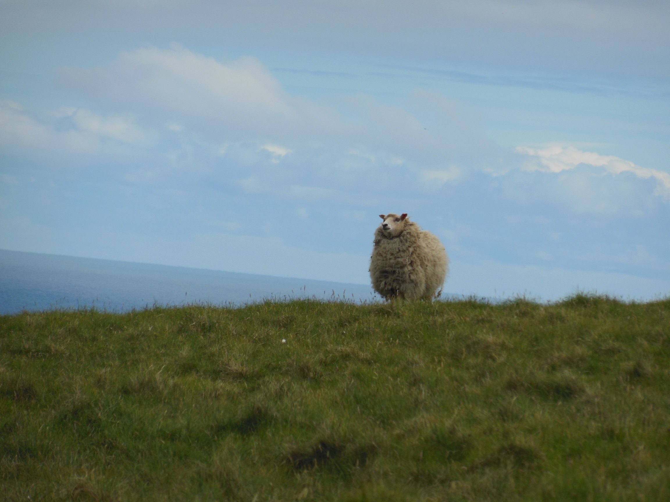 Shetland's most northerly sheep
